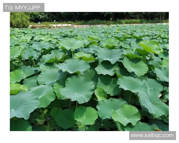 舞动人生的节奏：杨芳与街舞的深度对话与心路历程