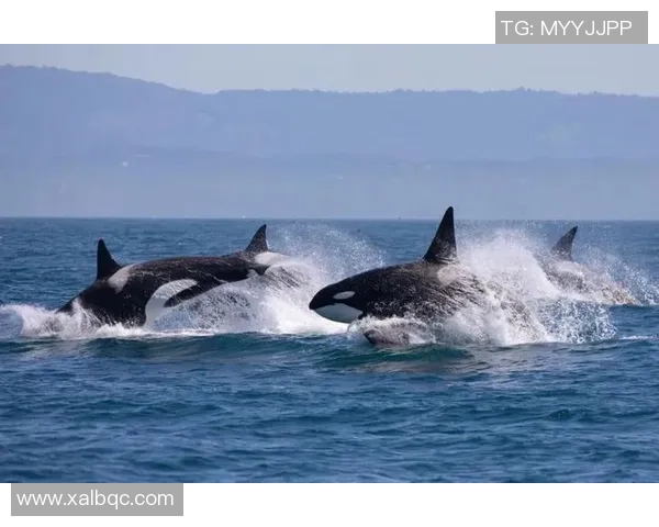 足球背乌龟的奇妙旅程探索运动与自然的和谐共生之道